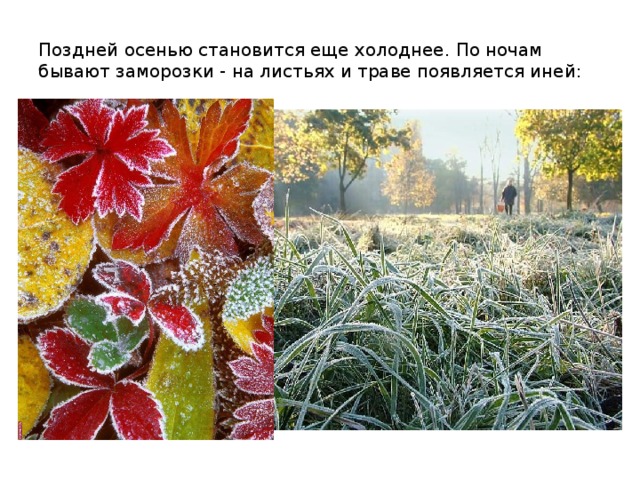 Поздней осенью становится еще холоднее. По ночам бывают заморозки - на листьях и траве появляется иней: 