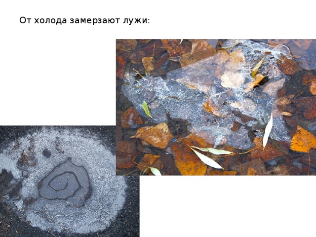 От холода замерзают лужи: 