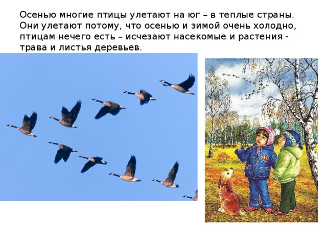 Осенью многие птицы улетают на юг – в теплые страны. Они улетают потому, что осенью и зимой очень холодно, птицам нечего есть – исчезают насекомые и растения - трава и листья деревьев. 