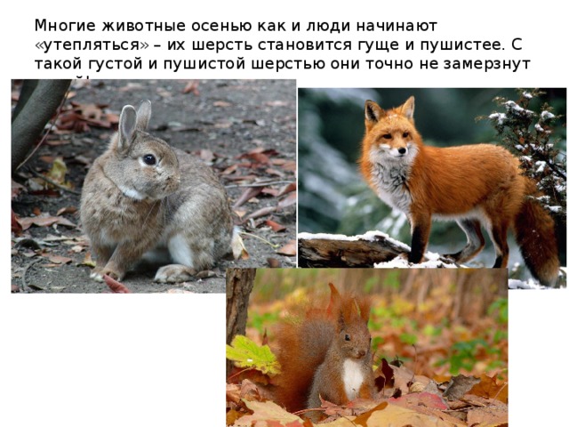 Многие животные осенью как и люди начинают «утепляться» – их шерсть становится гуще и пушистее. С такой густой и пушистой шерстью они точно не замерзнут зимой! 