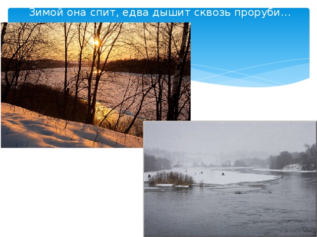 Зимой она спит, едва дышит сквозь проруби… 
