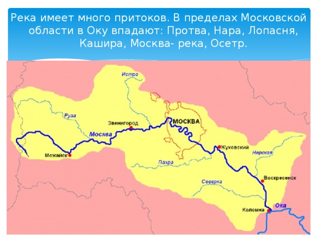 Река имеет много притоков. В пределах Московской области в Оку впадают: Протва, Нара, Лопасня, Кашира, Москва- река, Осетр. 