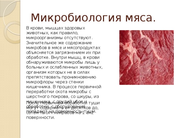 Микробиология мяса. В крови, мышцах здоровых животных, как правило, микроорганизмы отсутствуют. Значительное же содержание микробов в мясе и мясопродуктах объясняется загрязнением их при обработке. Внутри мышц, в крови обнаруживаются микробы лишь у больных и ослабленных животных, организм которых не в силах препятствовать проникновению микрофлоры через стенки кишечника. В процессе первичной переработки скота микробы с шерстного покрова, со шкуры, из кишечника, с орудий убоя и обработки, с оборудования попадают на поверхность туши. После первичной обработки туши могут содержать от десятков до, сотен тысяч микробов на 1 см2 поверхности. 