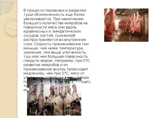 В процессе перевозки и разделки туши обсемененность еще более увеличивается. При накоплении большого количества микробов на поверхности мяса они вдоль кровеносных и лимфатических сосудов, костей, сухожилий распространяются во внутренние слои. Скорость проникновения тем меньше, чем ниже температура хранения, чем выше упитанность, туш или чем большая поверхность покрыта жиром. Например, при 0°С развитие микробов и их проникновение внутрь происходят медленнее, чем при 5°С; мясо от упитанных животных того же вида портится позже, чем мясо от тощих, так же говядина портится медленнее свинины. 