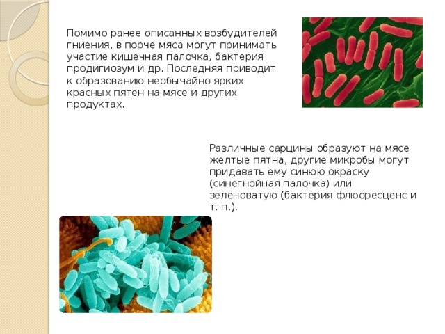 Помимо ранее описанных возбудителей гниения, в порче мяса могут принимать участие кишечная палочка, бактерия продигиозум и др. Последняя приводит к образованию необычайно ярких красных пятен на мясе и других продуктах. Различные сарцины образуют на мясе желтые пятна, другие микробы могут придавать ему синюю окраску (синегнойная палочка) или зеленоватую (бактерия флюоресценс и т. п.). 