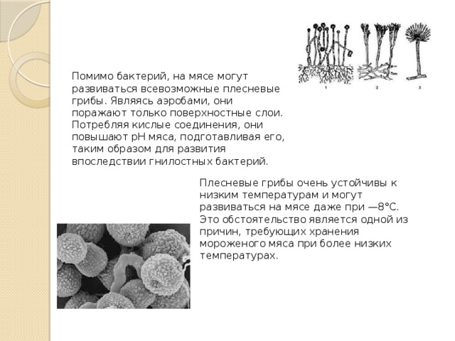 Помимо бактерий, на мясе могут развиваться всевозможные плесневые грибы. Являясь аэробами, они поражают только поверхностные слои. Потребляя кислые соединения, они повышают рН мяса, подготавливая его, таким образом для развития впоследствии гнилостных бактерий. Плесневые грибы очень устойчивы к низким температурам и могут развиваться на мясе даже при —8°С. Это обстоятельство является одной из причин, требующих хранения мороженого мяса при более низких температурах. 