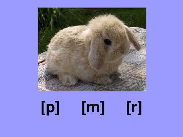 [p] [m] [r] 