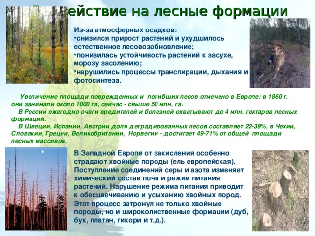 Воздействие на лесные формации Из-за  атмосферных осадков: снизился прирост растений и ухудшилось естественное лесовозобновление; понизилась устойчивость растений к засухе, морозу засолению; нарушились процессы транспирации, дыхания и фотосинтеза.  Увеличение площади поврежденных и погибших лесов отмечено в Европе: в 1860 г. они занимали около 1000 га, сейчас - свыше 50 млн. га.   В России ежегодно очаги вредителей и болезней охватывают до 4 млн. гектаров лесных формаций.  В Швеции, Испании, Австрии доля деградированных лесов составляет 22-39%, в Чехии, Словакии, Греции, Великобритании, Норвегии - достигает 49-71% от общей площади лесных массивов.  В Западной Европе от закисления особенно страдают хвойные породы (ель европейская). Поступление соединений серы и азота изменяет химический состав почв и режим питания растений. Нарушение режима питания приводит к обесцвечиванию и усыханию хвойных пород.  Этот процесс затронул не только хвойные породы, но и широколиственные формации (дуб, бук, платан, гикори и т.д.).  