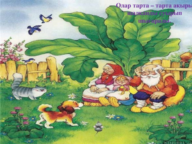 Олар тарта – тарта ақыры шалқанды суырып шығарады. 