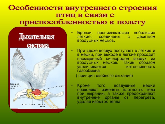 Бронхи, пронизывающие небольшие лёгкие, соединены с десятком воздушных мешков. При вдохе воздух поступает в лёгкие и в мешки, при выходе в лёгкие проходит насыщенный кислородом воздух из воздушных мешков. Таким образом увеличивается интенсивность газообмена  ( принцип двойного дыхания) Кроме того, воздушные мешки позволяют изменять плотность тела при нырянии, а также предохраняют внутренние органы от перегрева, удаляя избыток тепла