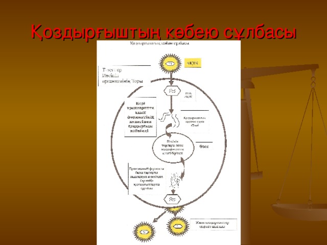 Қоздырғыштың көбею сұлбасы 