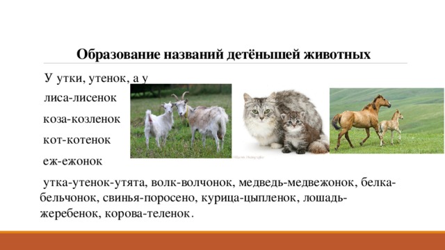 Образование названий детёнышей животных У утки, утенок, а у лиса-лисенок  коза-козленок  кот-котенок  еж-ежонок  утка-утенок-утята, волк-волчонок, медведь-медвежонок, белка-бельчонок, свинья-поросено, курица-цыпленок, лошадь-жеребенок, корова-теленок . 