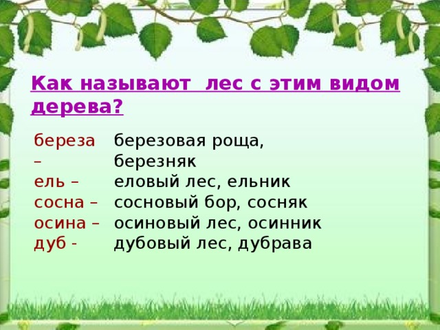 Как называют лес с этим видом дерева? береза – березовая роща, березняк ель – еловый лес, ельник сосна – сосновый бор, сосняк осина – осиновый лес, осинник дуб - дубовый лес, дубрава 