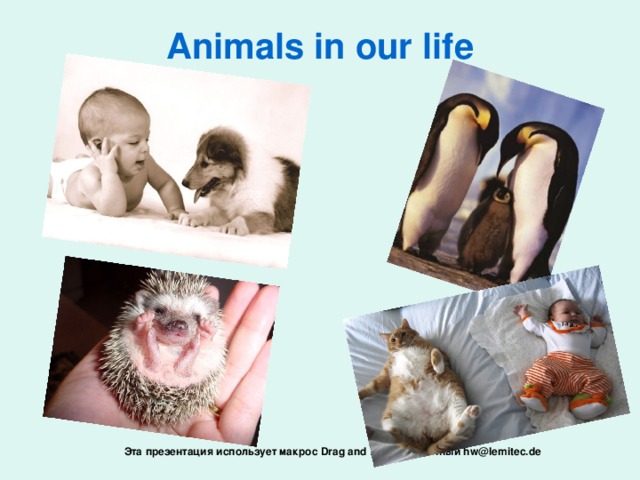 Animals in our life Эта презентация использует макрос Drag and Drop, созданный hw@lemitec.de
