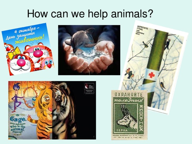 How can we help animals?