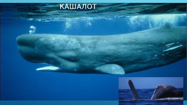КАШАЛОТ 