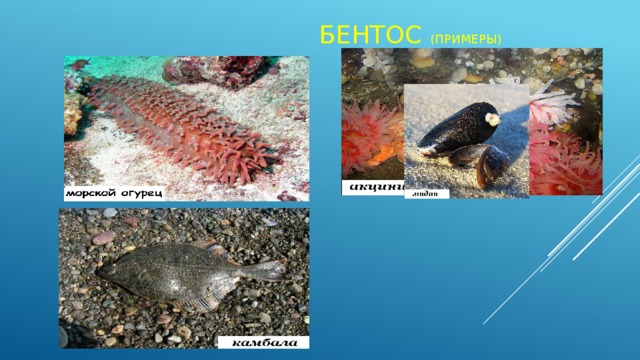 Бентос (примеры)  