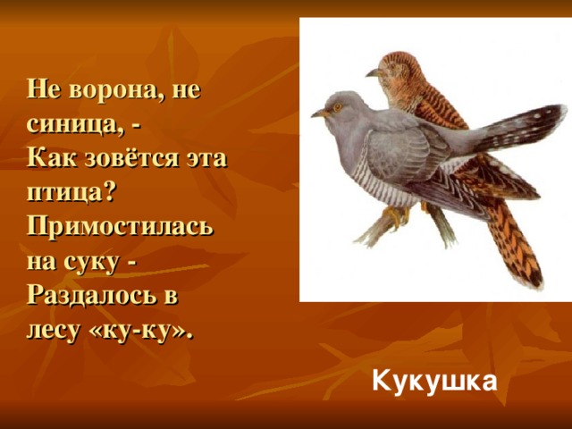 Не ворона, не синица, -  Как зовётся эта птица?  Примостилась на суку -  Раздалось в лесу «ку-ку».   Кукушка 