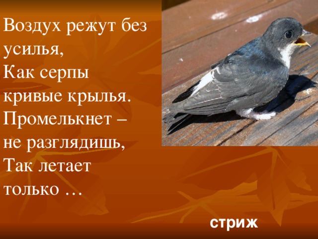 Воздух режут без усилья,   Как серпы кривые крылья.   Промелькнет – не разглядишь,   Так летает только … стриж 