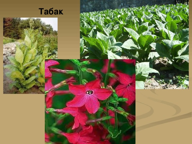 Табак 