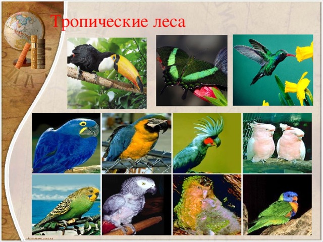 Тропические леса 