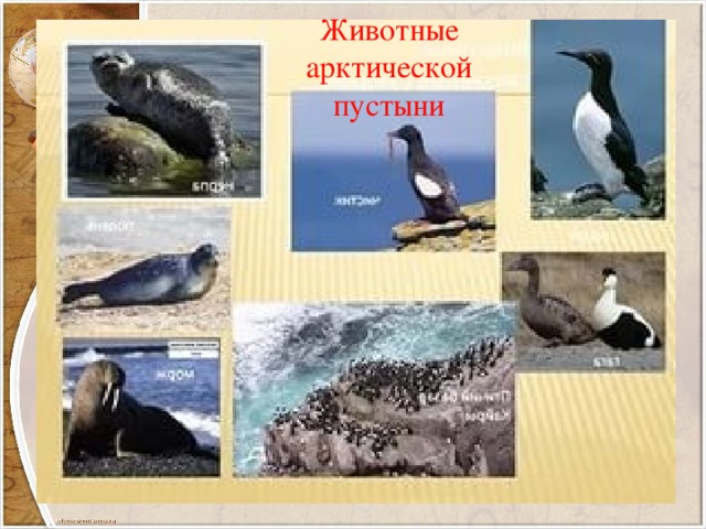 Животные арктической пустыни 