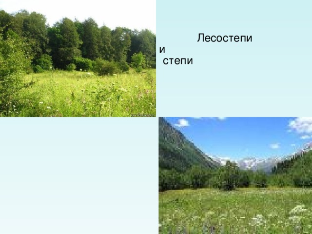 Лесостепи и степи 