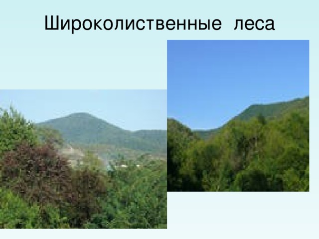 Широколиственные леса 