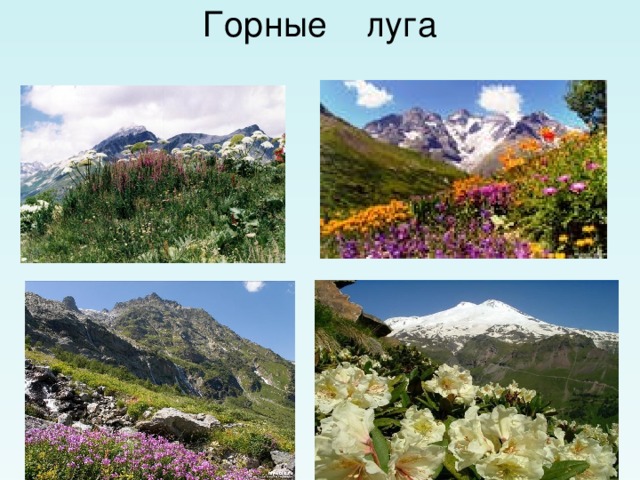 Горные луга 