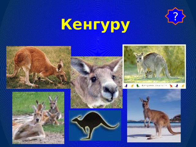 ? Кенгуру