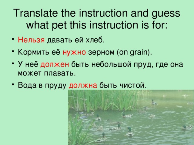 Translate the instruction and guess  what pet this instruction is for: Нельзя давать ей хлеб. Кормить её нужно зерном (on grain). У неё должен быть небольшой пруд, где она может плавать. Вода в пруду должна быть чистой.  