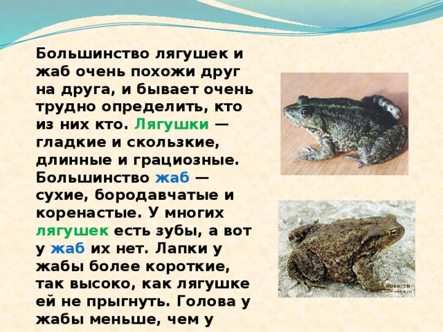 Большинство лягушек и жаб очень похожи друг на друга, и бывает очень трудно определить, кто из них кто. Лягушки — гладкие и скользкие, длинные и грациозные. Большинство жаб — сухие, бородавчатые и коренастые. У многих лягушек есть зубы, а вот у жаб их нет. Лапки у жабы более короткие, так высоко, как лягушке ей не прыгнуть. Голова у жабы меньше, чем у лягушки. 