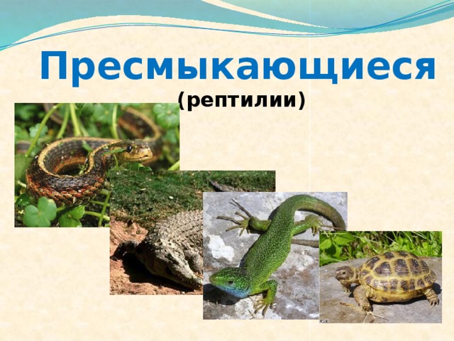 Пресмыкающиеся  (рептилии) 