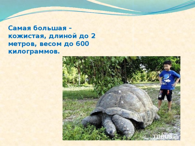 Самая большая – кожистая, длиной до 2 метров, весом до 600 килограммов. 