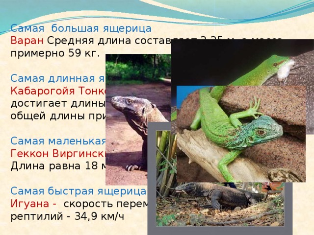 Cамая большая ящерица Варан Средняя длина составляет 2,25 м, а масса примерно 59 кг. Самая длинная ящерица Кабарогойя Тонкотелый варан Сальвадора достигает длины 4,75 м, но примерно 70% его общей длины приходится на хвост. Самая маленькая ящерица Геккон Виргинский круглопалый геккон . Длина равна 18 мм. Самая быстрая ящерица Игуана - скорость перемещения по суше среди рептилий - 34,9 км/ч 