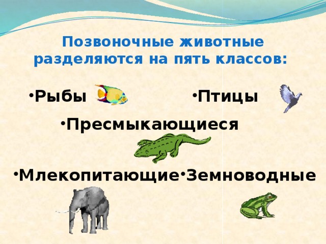 Позвоночные животные разделяются на пять классов:  Рыбы Птицы Пресмыкающиеся Земноводные Млекопитающие 