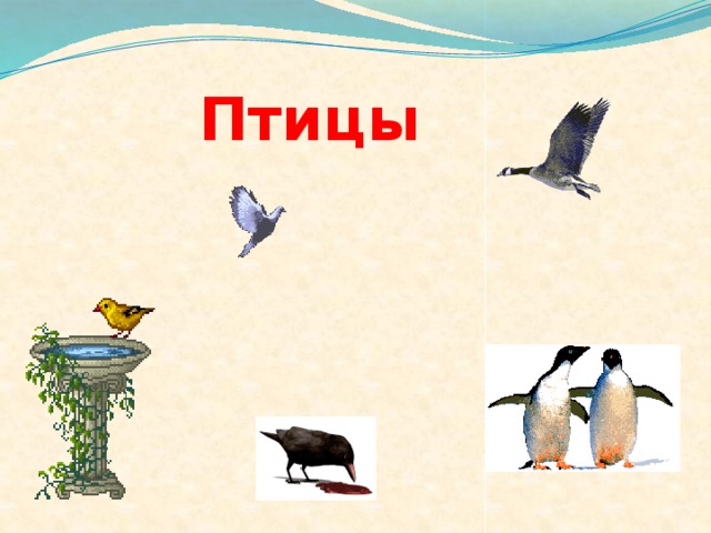 Птицы 