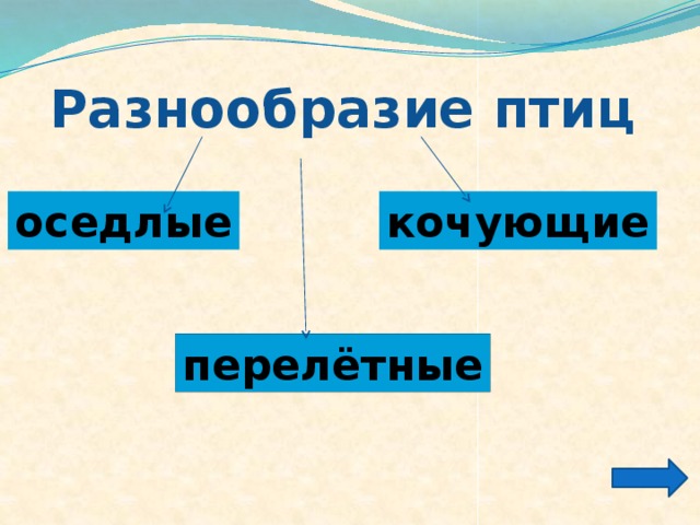 Разнообразие птиц оседлые кочующие перелётные 