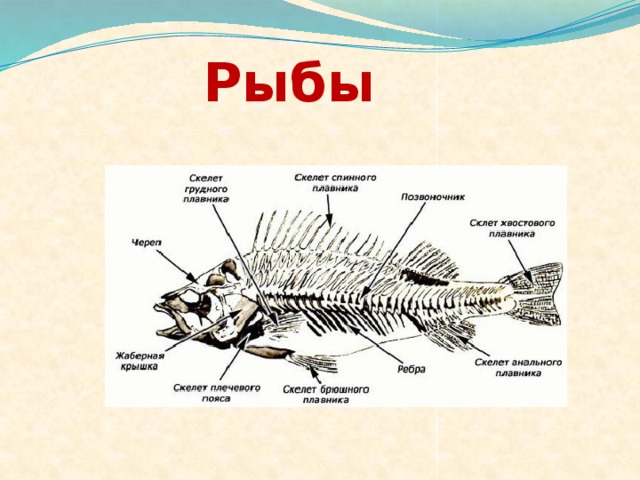 Рыбы 