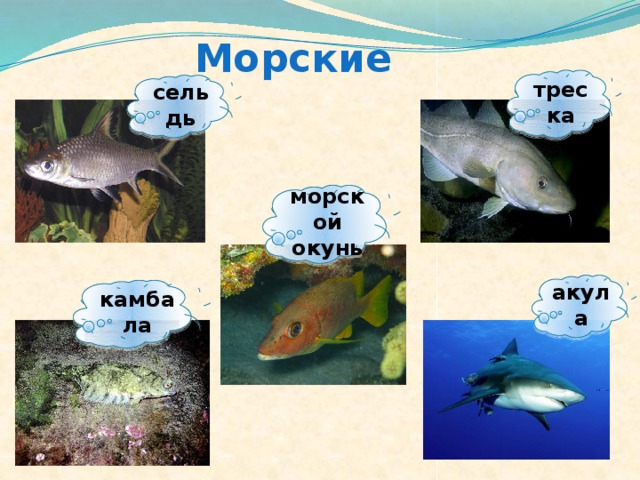 Морские треска сельдь морской окунь акула камбала 