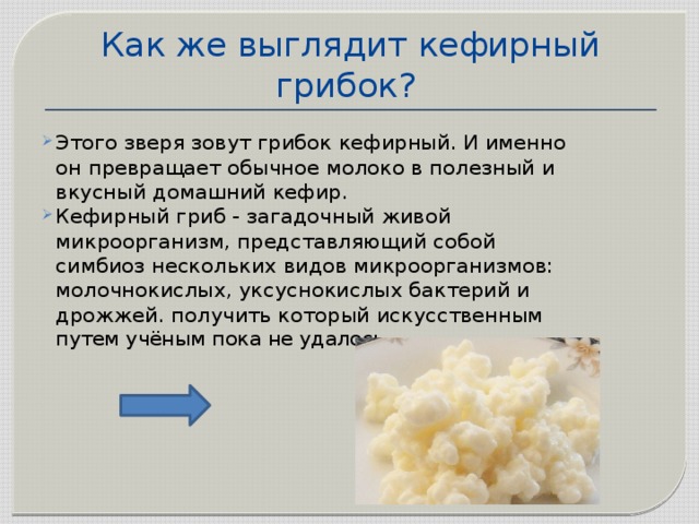 Как же выглядит кефирный грибок?  Этого зверя зовут грибок кефирный. И именно он превращает обычное молоко в полезный и вкусный домашний кефир. Кефирный гриб - загадочный живой микроорганизм, представляющий собой симбиоз нескольких видов микроорганизмов: молочнокислых, уксуснокислых бактерий и дрожжей. получить который искусственным путем учёным пока не удалось. 