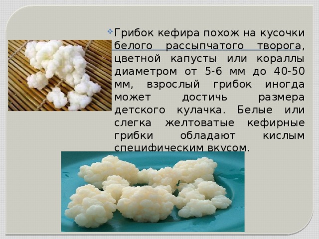 Грибок кефира похож на кусочки белого рассыпчатого творога, цветной капусты или кораллы диаметром от 5-6 мм до 40-50 мм, взрослый грибок иногда может достичь размера детского кулачка. Белые или слегка желтоватые кефирные грибки обладают кислым специфическим вкусом. 