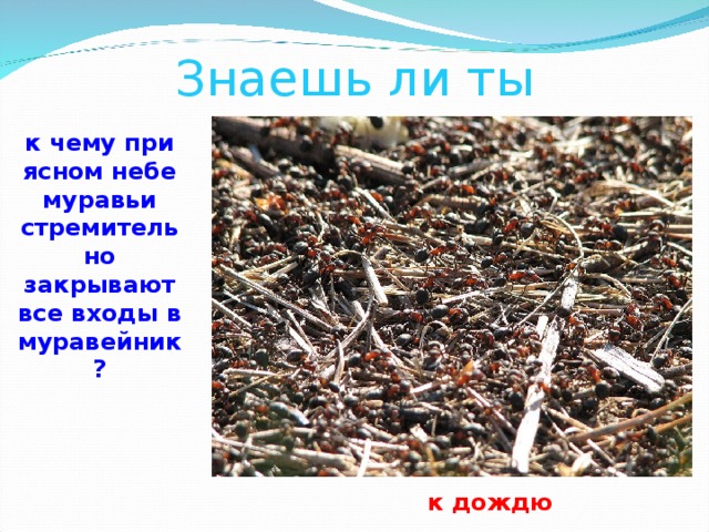 Знаешь ли ты к чему при ясном небе муравьи стремительно закрывают все входы в муравейник? к дождю 