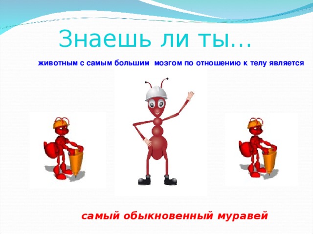Знаешь ли ты… животным с самым большим мозгом по отношению к телу является … самый обыкновенный муравей 