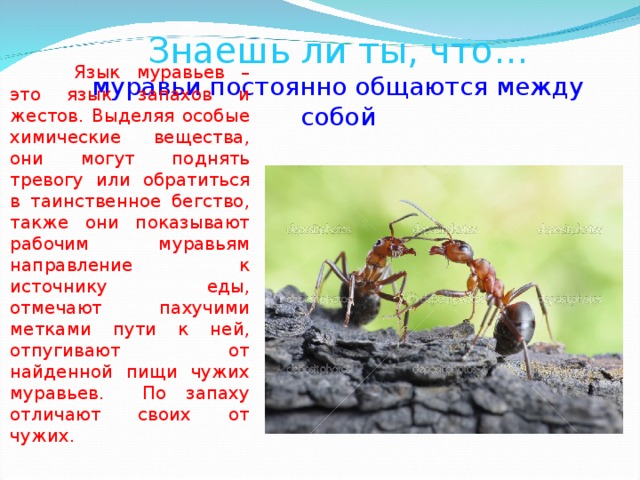 Знаешь ли ты, что…  муравьи постоянно общаются между собой  Язык муравьев – это язык запахов и жестов. Выделяя особые химические вещества, они могут поднять тревогу или обратиться в таинственное бегство, также они показывают рабочим муравьям направление к источнику еды, отмечают пахучими метками пути к ней, отпугивают от найденной пищи чужих муравьев. По запаху отличают своих от чужих. 