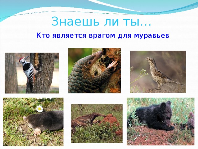      Знаешь ли ты… Кто является врагом для муравьев 