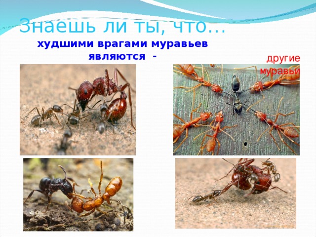 Знаешь ли ты, что…  худшими врагами муравьев являются - другие муравьи 