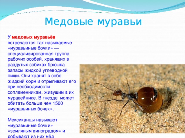 Медовые муравьи У медовых муравьёв встречаются так называемые «муравьиные бочки» — специализированная группа рабочих особей, хранящих в раздутых зобиках брюшка запасы жидкой углеводной пищи. Они хранят в себе жидкий корм и отрыгивают его при необходимости соплеменникам, живущим в их муравейнике. В гнезде  может обитать больше чем 1500 «муравьиных бочек». Мексиканцы называют «муравьиные бочки»   «земляным виноградом» и добывают из них мёд 