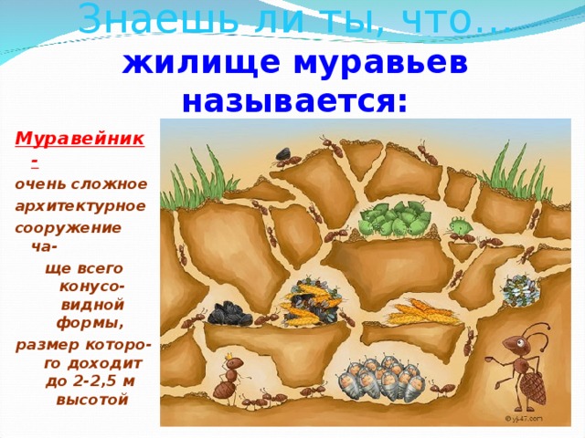 Знаешь ли ты, что…  жилище муравьев называется: Муравейник - очень сложное архитектурное сооружение ча- ще всего конусо-видной формы, размер которо-го доходит до 2-2,5 м высотой  