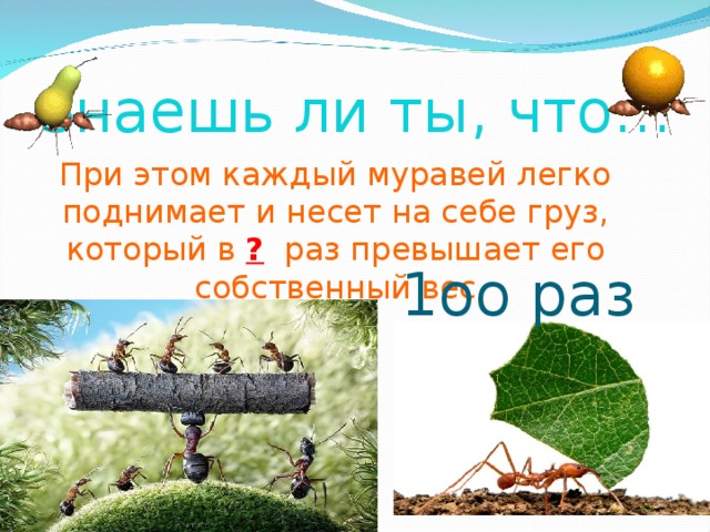 Знаешь ли ты, что… При этом каждый муравей легко поднимает и несет на себе груз, который в  ?  раз превышает его собственный вес 1оо раз 